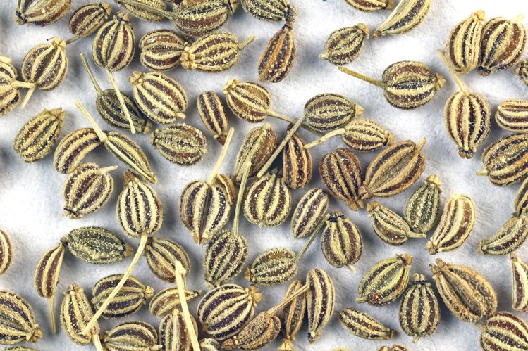 अजवाइन (Ajwain)